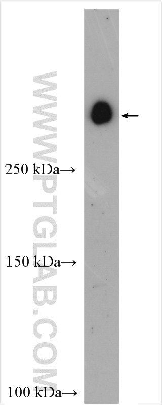 WB analysis using 29934-1-AP