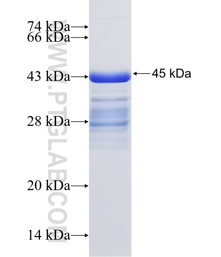 GPR37 fusion protein Ag32431 SDS-PAGE