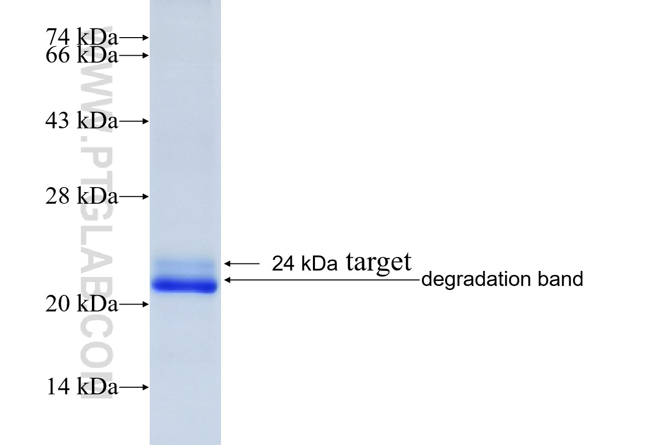 GPR39 fusion protein Ag19913 SDS-PAGE