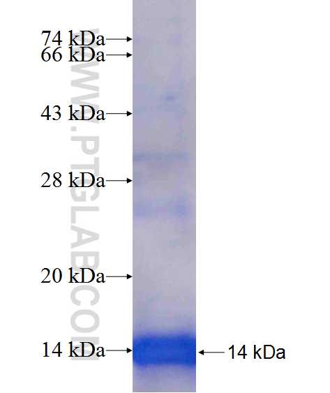 GPR64 fusion protein Ag25467 SDS-PAGE