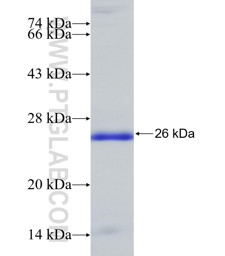 GPR64 fusion protein Ag31274 SDS-PAGE