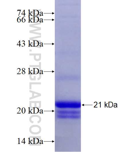 GPRC5C fusion protein Ag27361 SDS-PAGE