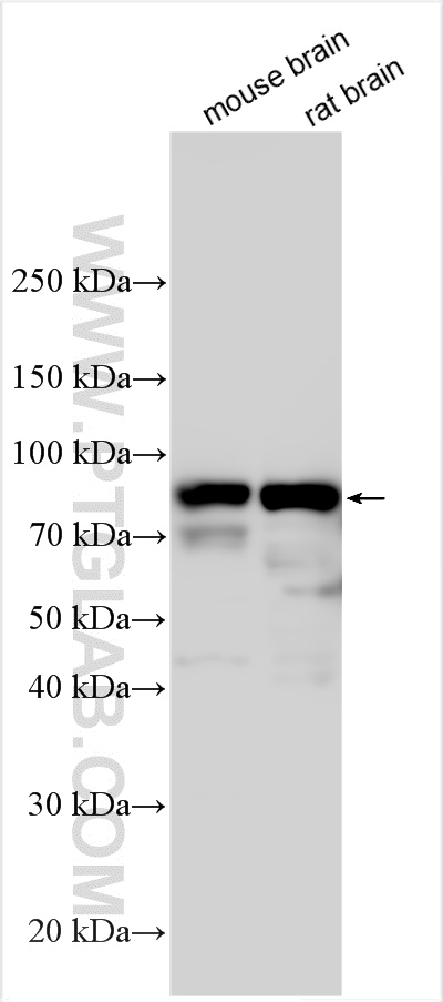 WB analysis using 11483-1-AP