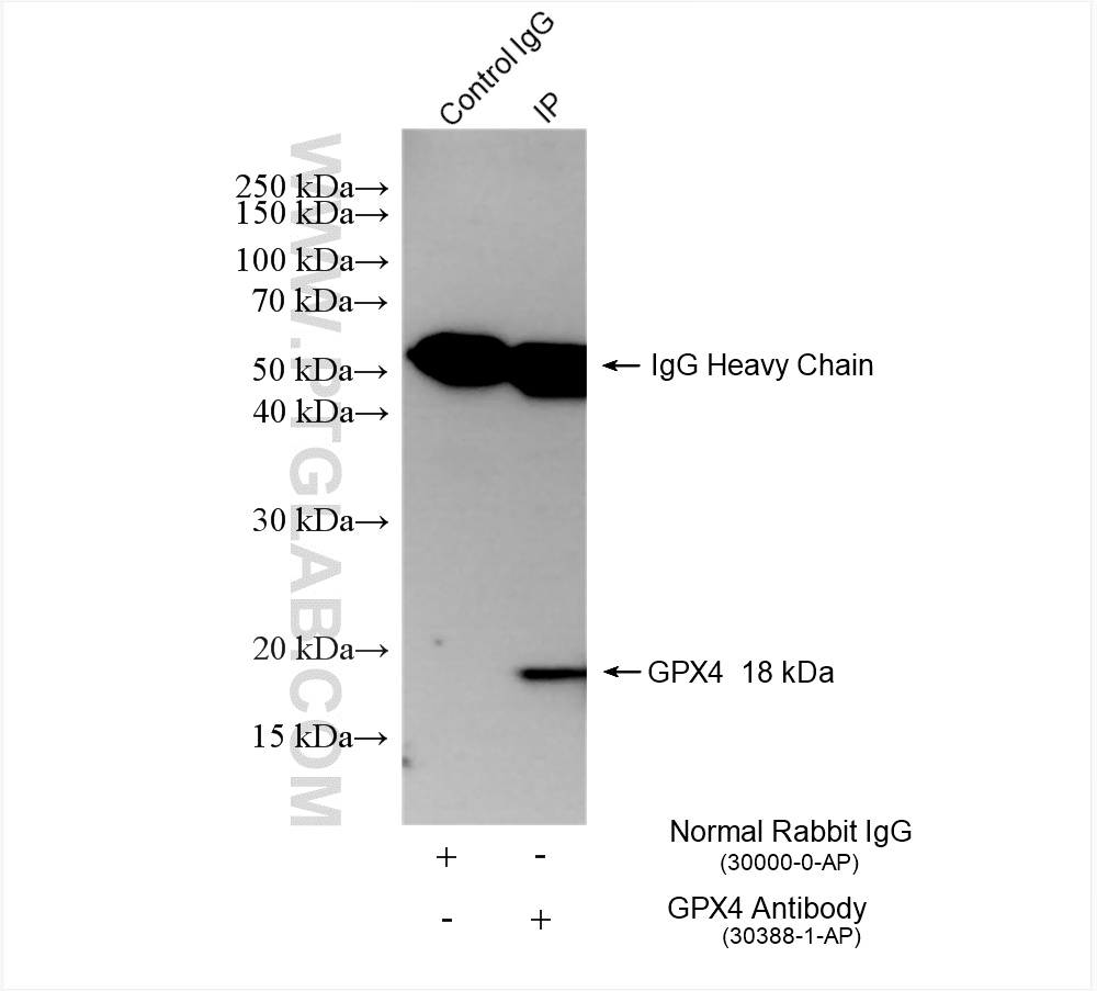 IP experiment of rat testis using 30388-1-AP