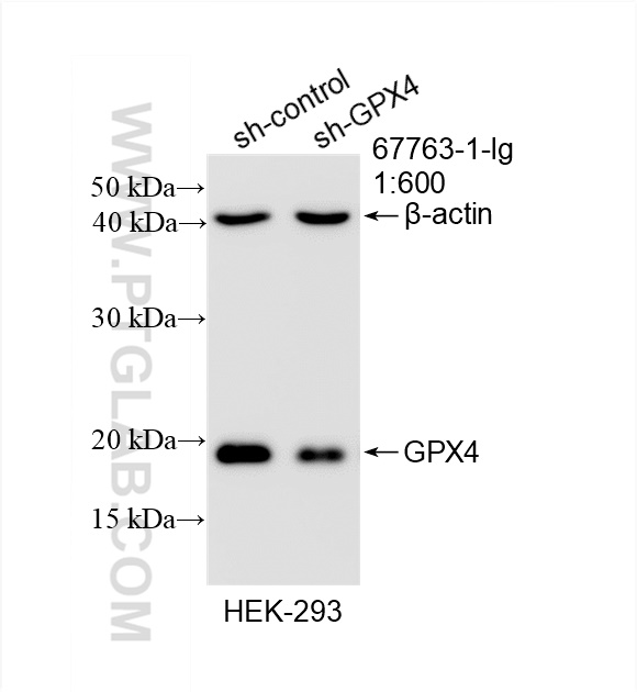 WB analysis of HEK-293 using 67763-1-Ig (same clone as 67763-1-PBS)