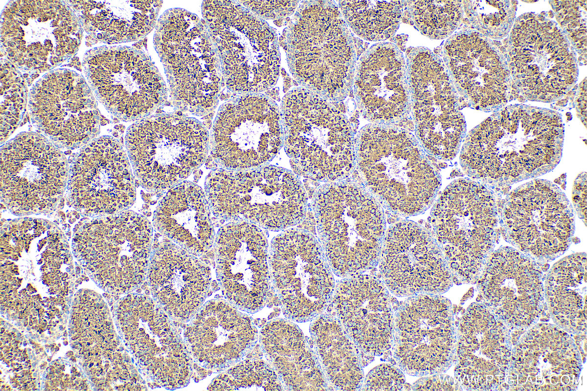 IHC staining of mouse testis using 82949-1-RR (same clone as 82949-1-PBS)