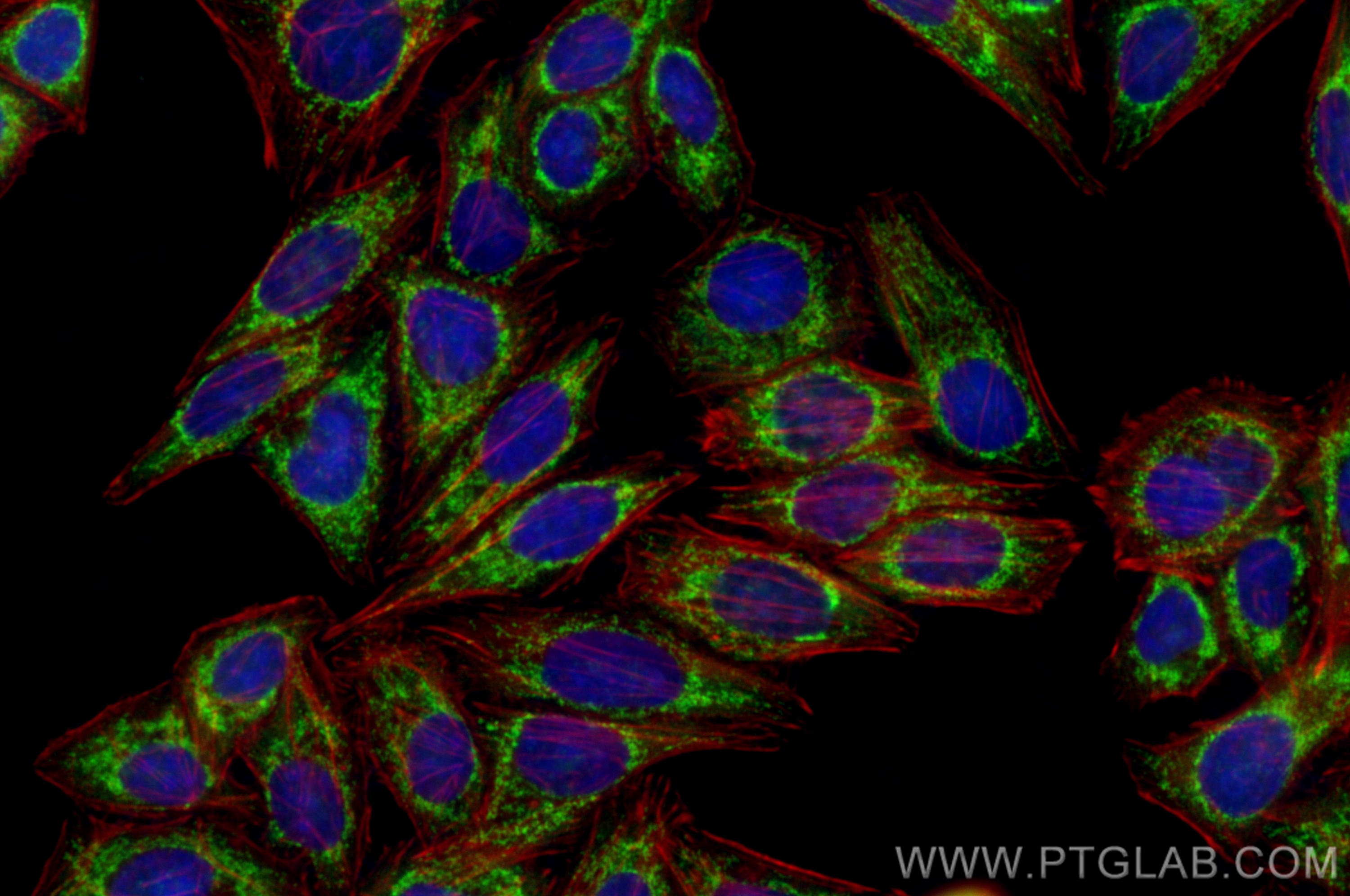 IF Staining of HepG2 using CL488-82949