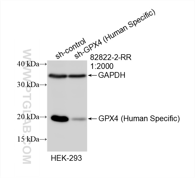 WB analysis of HEK-293 using 82822-2-RR