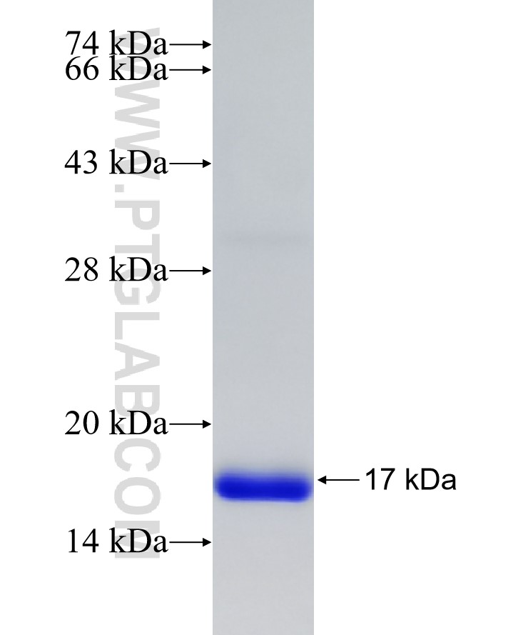 GPX7 fusion protein Ag27866 SDS-PAGE