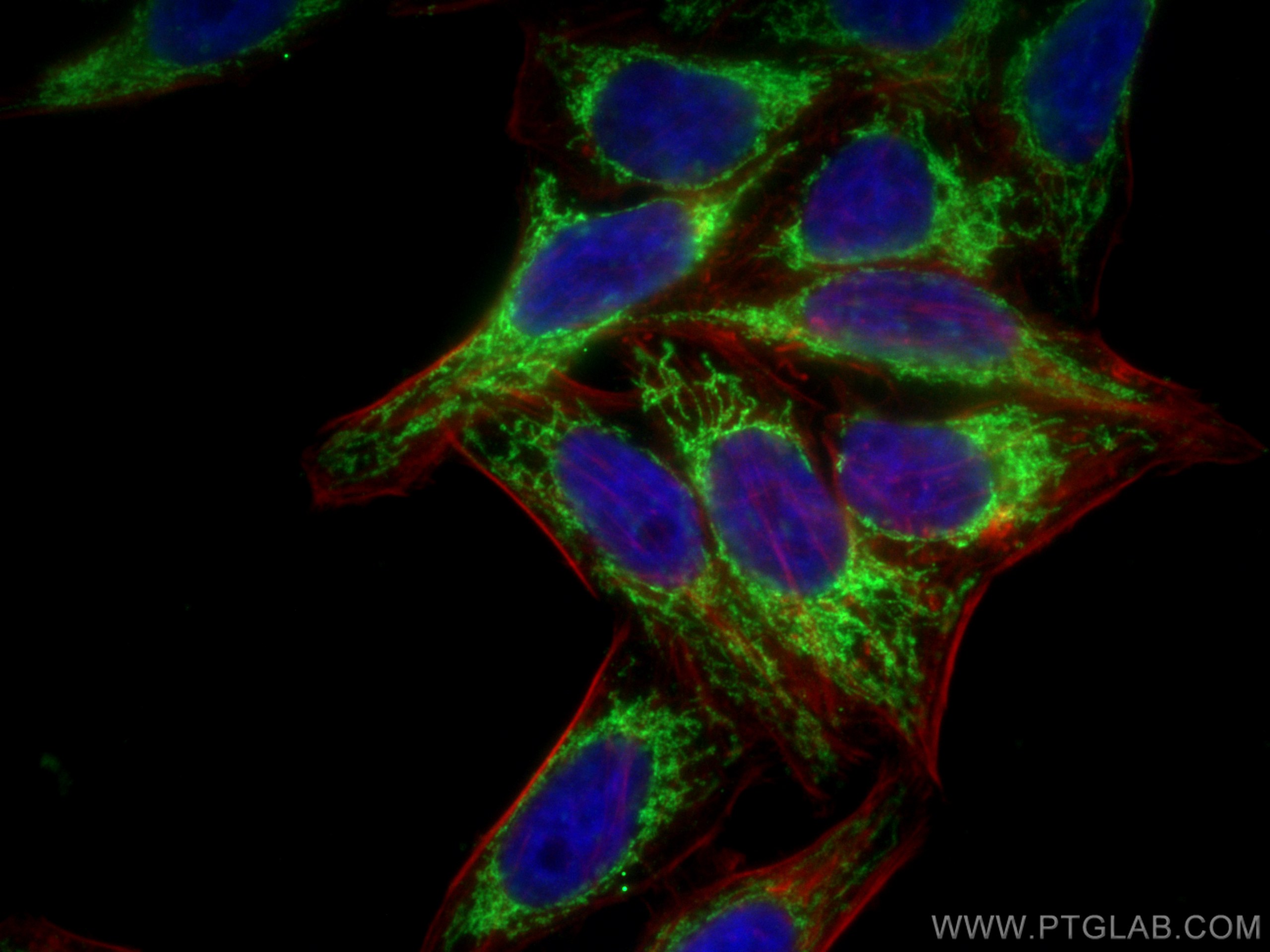 IF Staining of HepG2 using 23591-1-AP (same clone as 23591-1-PBS)