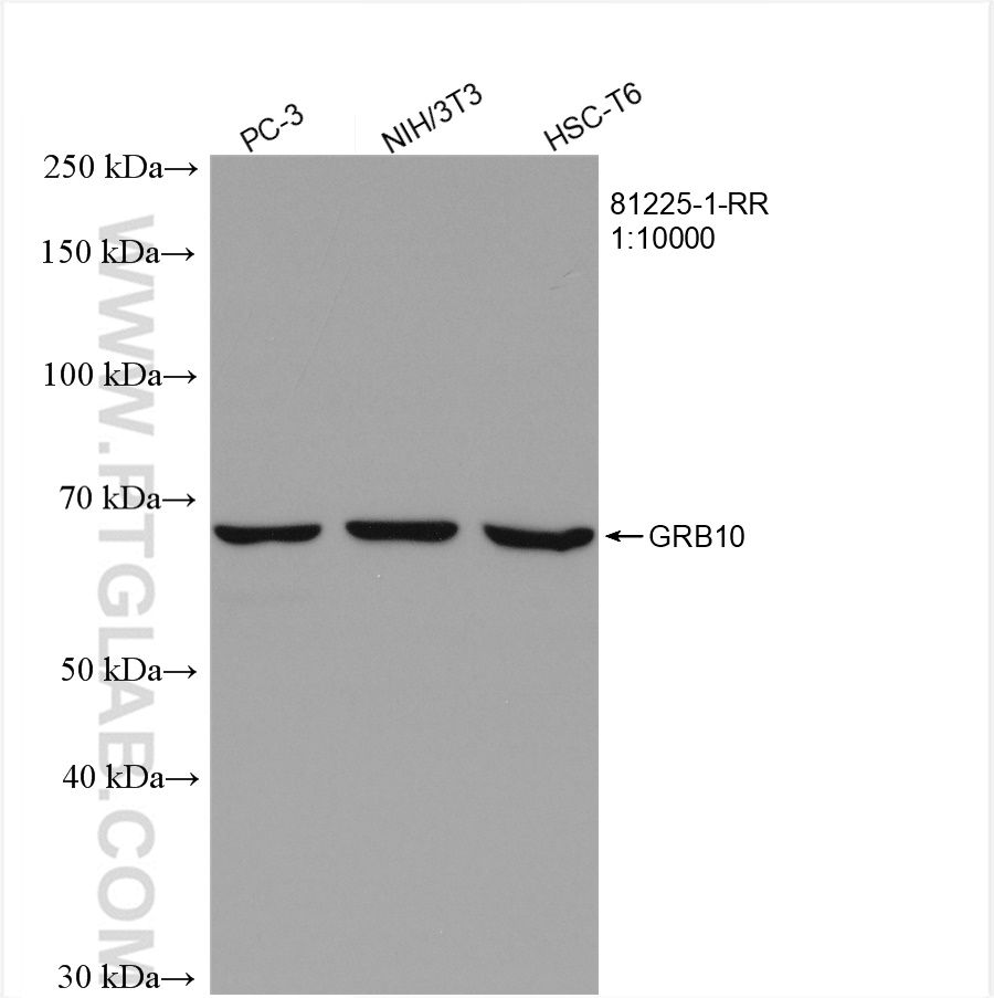 WB analysis using 81225-1-RR (same clone as 81225-1-PBS)