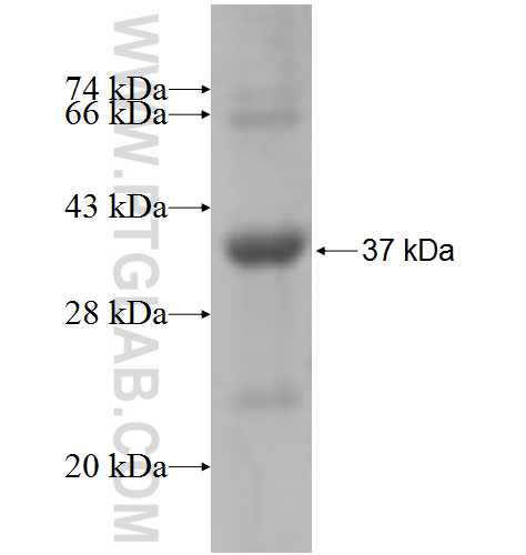 GRB14 fusion protein Ag6455 SDS-PAGE