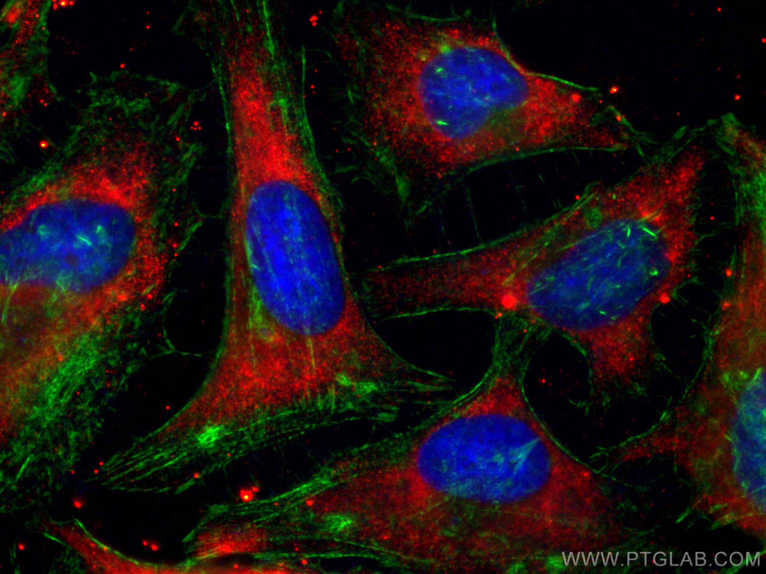 IF Staining of HeLa using CL594-66880