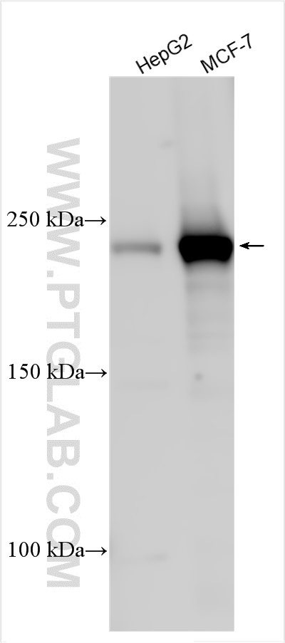 WB analysis using 28699-1-AP