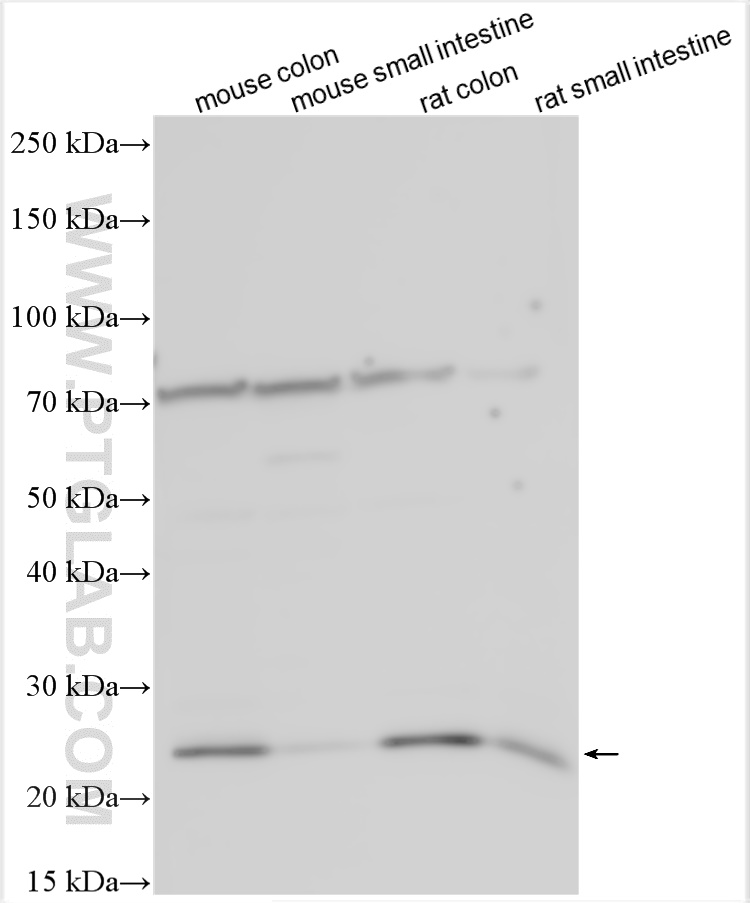 WB analysis using 18024-1-AP