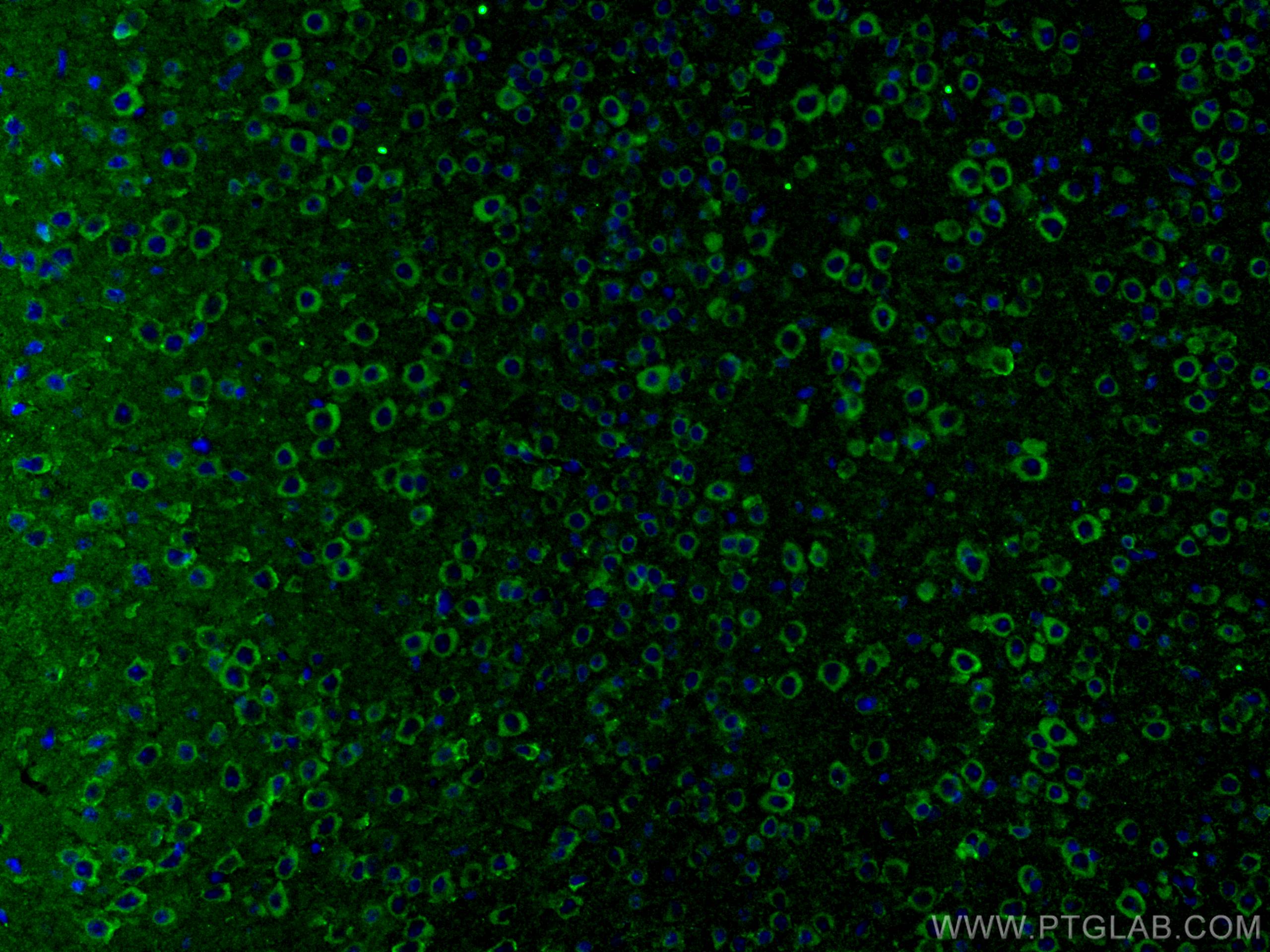 IF Staining of mouse brain using 67642-1-Ig (same clone as 67642-1-PBS)