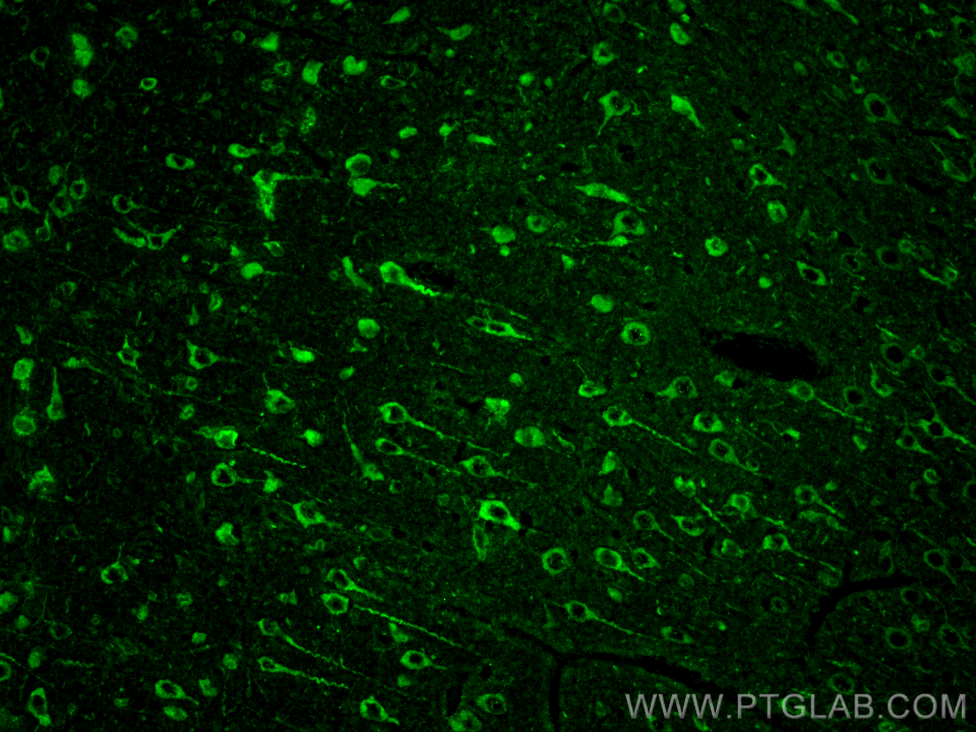 IF Staining of rat brain using 29588-1-AP