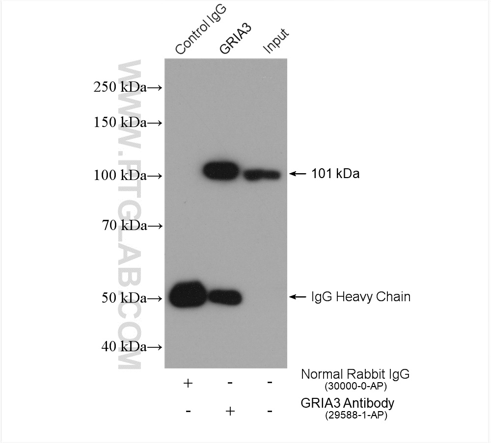 IP experiment of mouse brain using 29588-1-AP