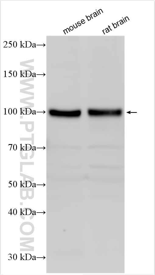 WB analysis using 29588-1-AP