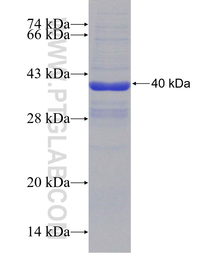 GRIA3 fusion protein Ag30898 SDS-PAGE