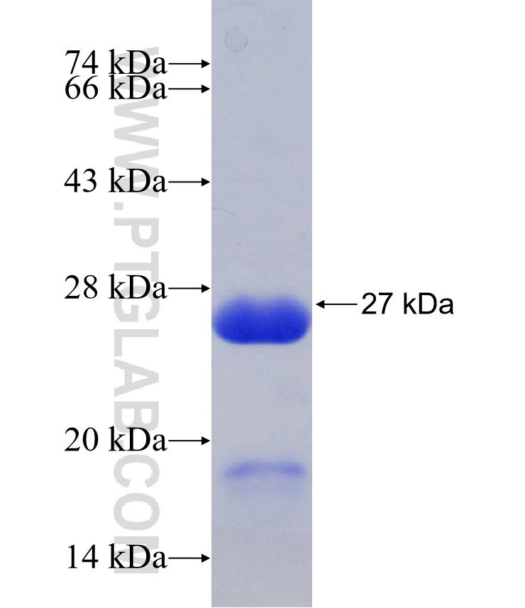 GRM5 fusion protein Ag28802 SDS-PAGE