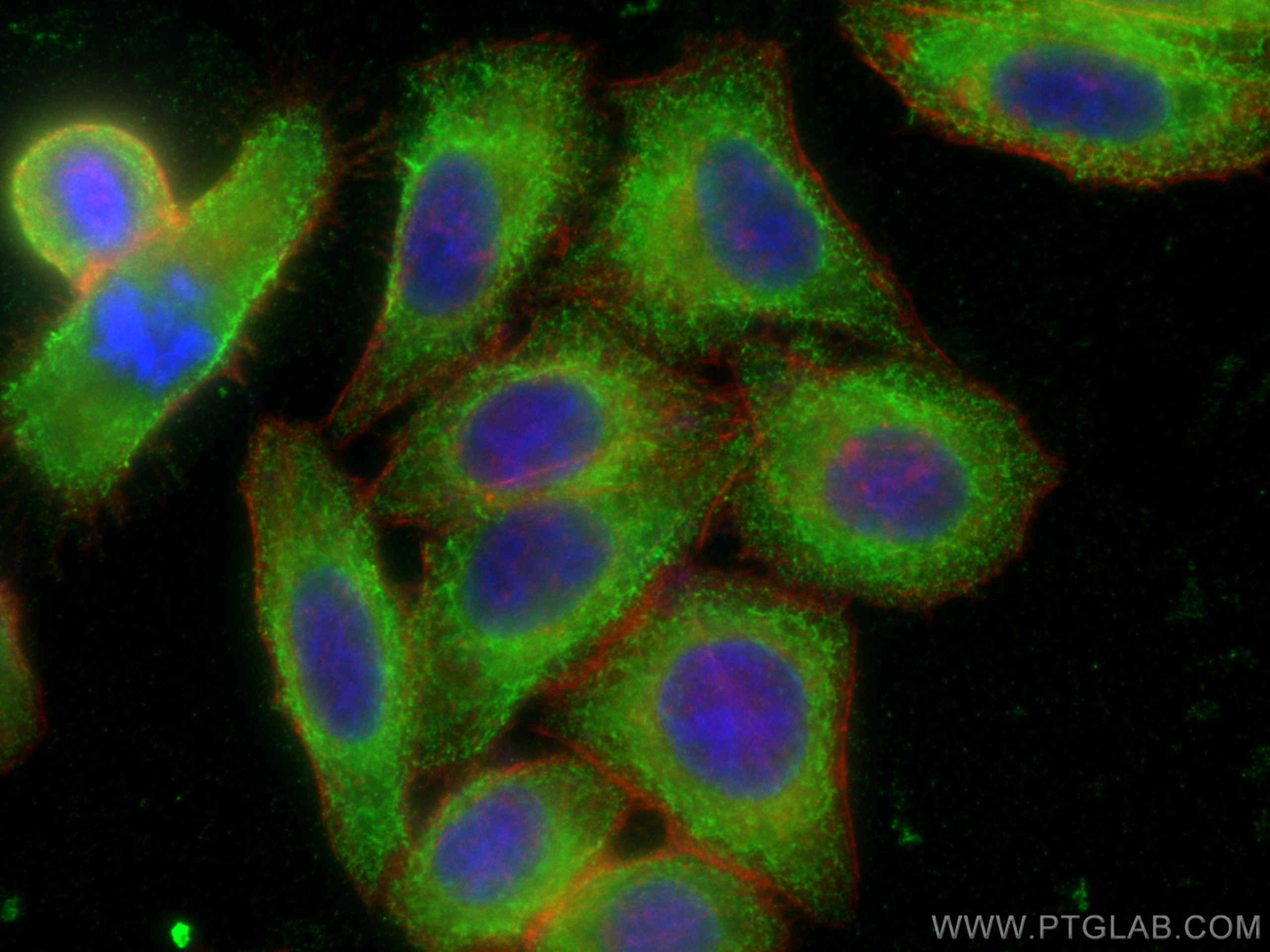 IF Staining of HepG2 using 60012-2-Ig (same clone as 60012-2-PBS)