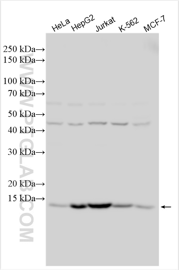 WB analysis using 14163-1-AP