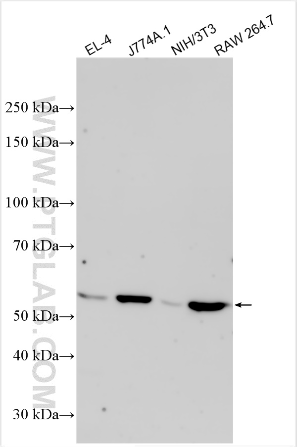 WB analysis using 31942-1-AP