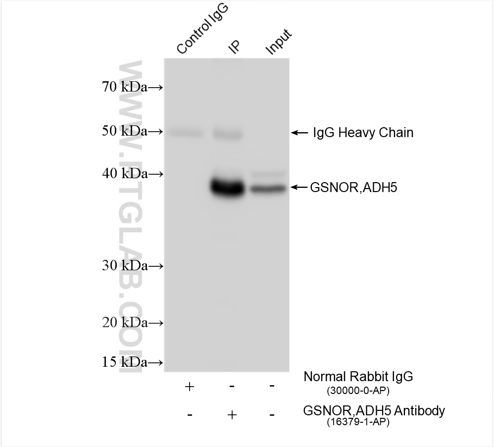 IP experiment of mouse liver using 16379-1-AP