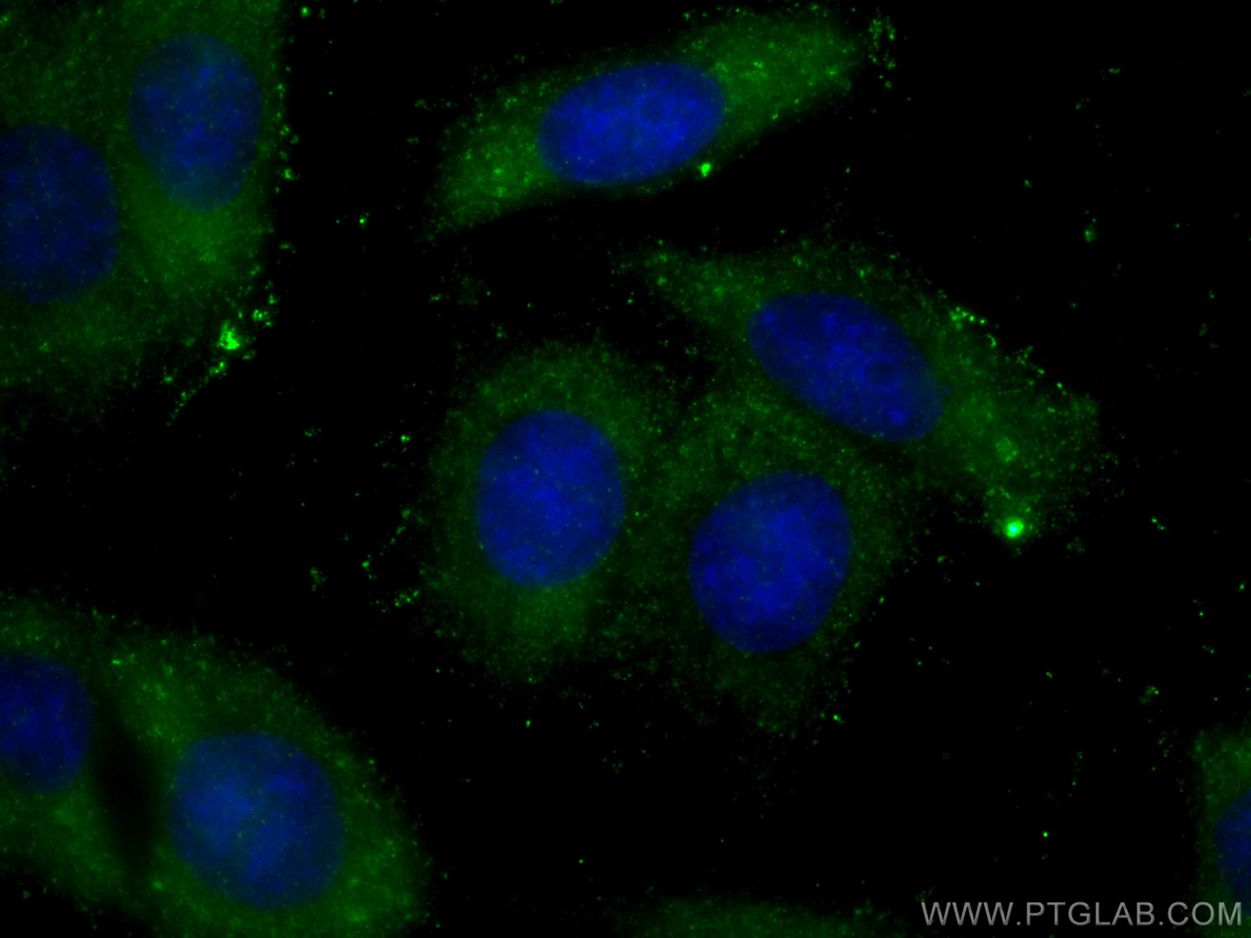 IF Staining of HepG2 using 66193-1-Ig (same clone as 66193-1-PBS)