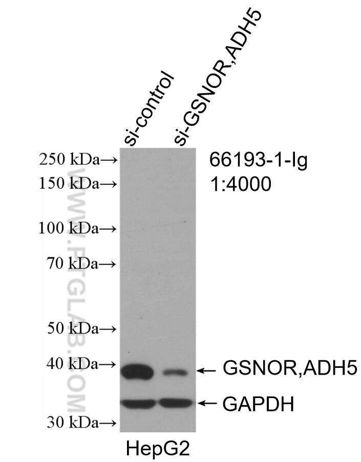 WB analysis of HepG2 using 66193-1-Ig (same clone as 66193-1-PBS)