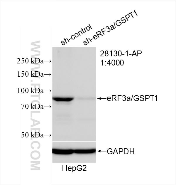 WB analysis of HepG2 using 28130-1-AP (same clone as 28130-1-PBS)