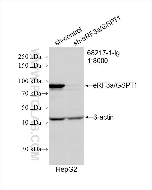 WB analysis of HepG2 using 68217-1-Ig