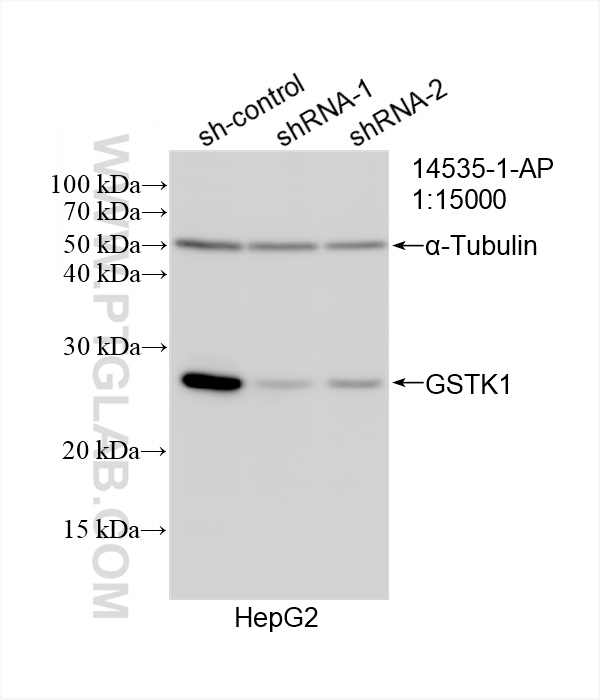 WB analysis of HepG2 using 14535-1-AP