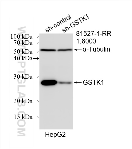 WB analysis of HepG2 using 81527-1-RR