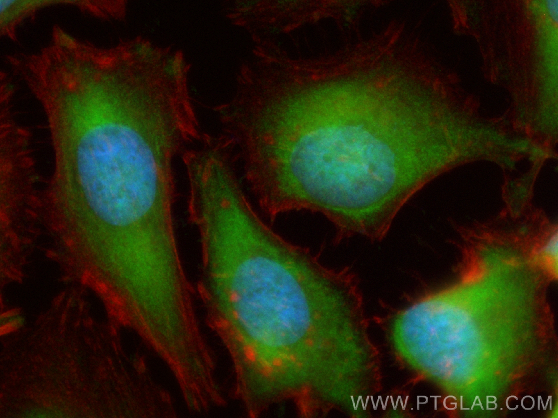 IF Staining of HeLa using CL488-67862