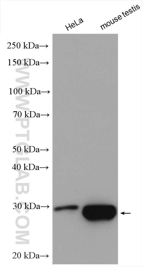 WB analysis using 14502-1-AP