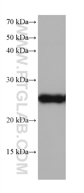 WB analysis of pig liver using 68210-1-Ig