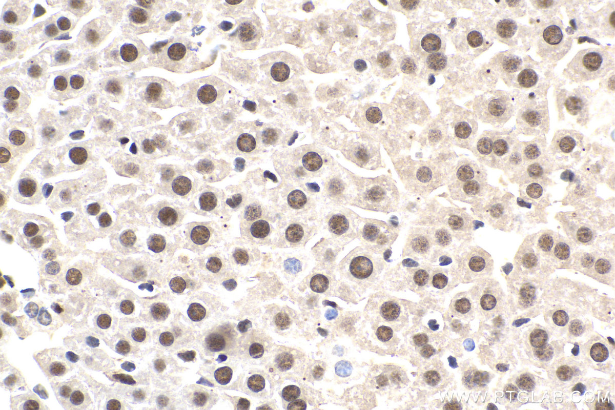 IHC staining of mouse liver using 10540-1-AP