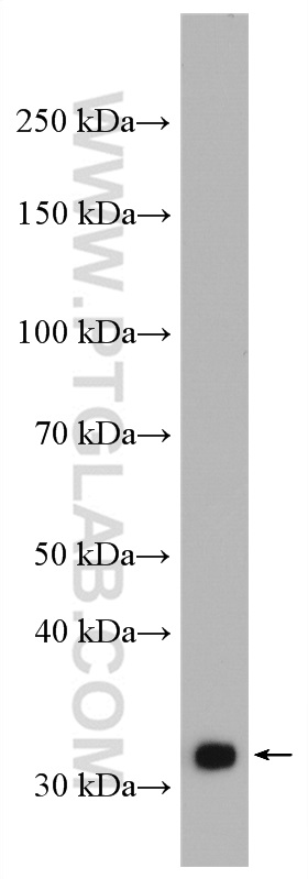 WB analysis of K-562 using 11596-1-AP