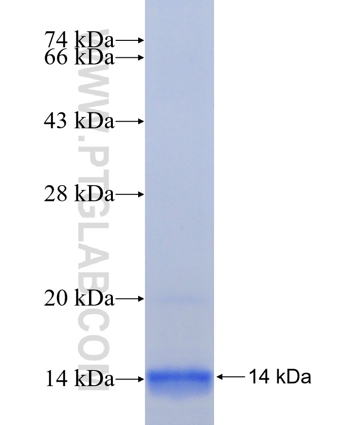 GTF2H5 fusion protein Ag30775 SDS-PAGE