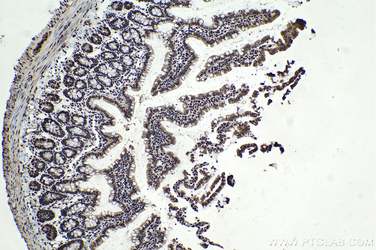 IHC staining of rat small intestine using 10499-1-AP