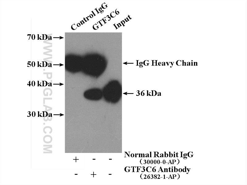 IP experiment of HepG2 using 26382-1-AP