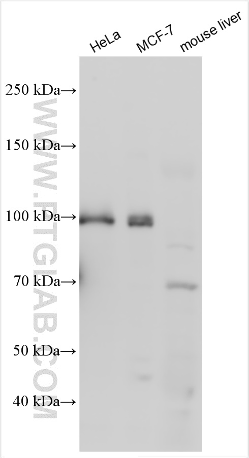 WB analysis using 21319-1-AP