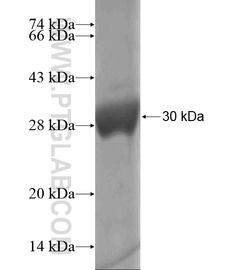 GUSBL1 fusion protein Ag19524 SDS-PAGE