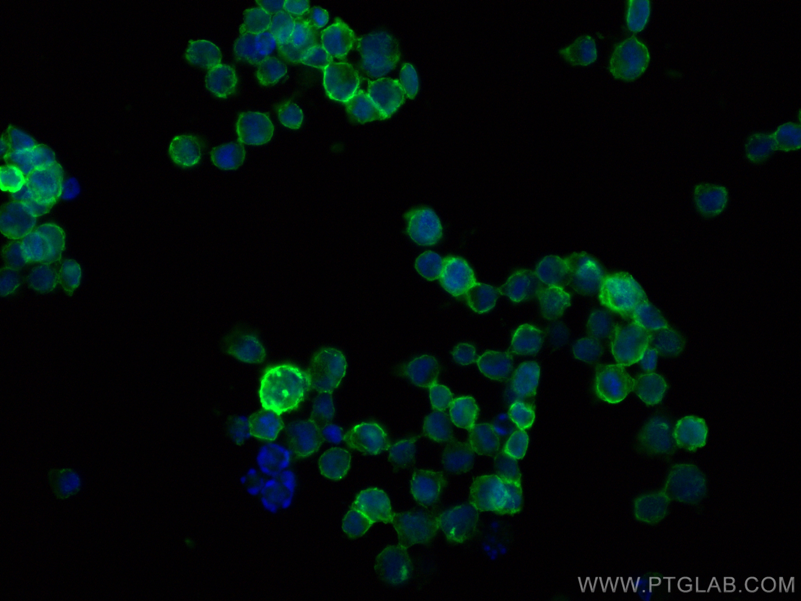 IF Staining of K-562 using 18147-1-AP