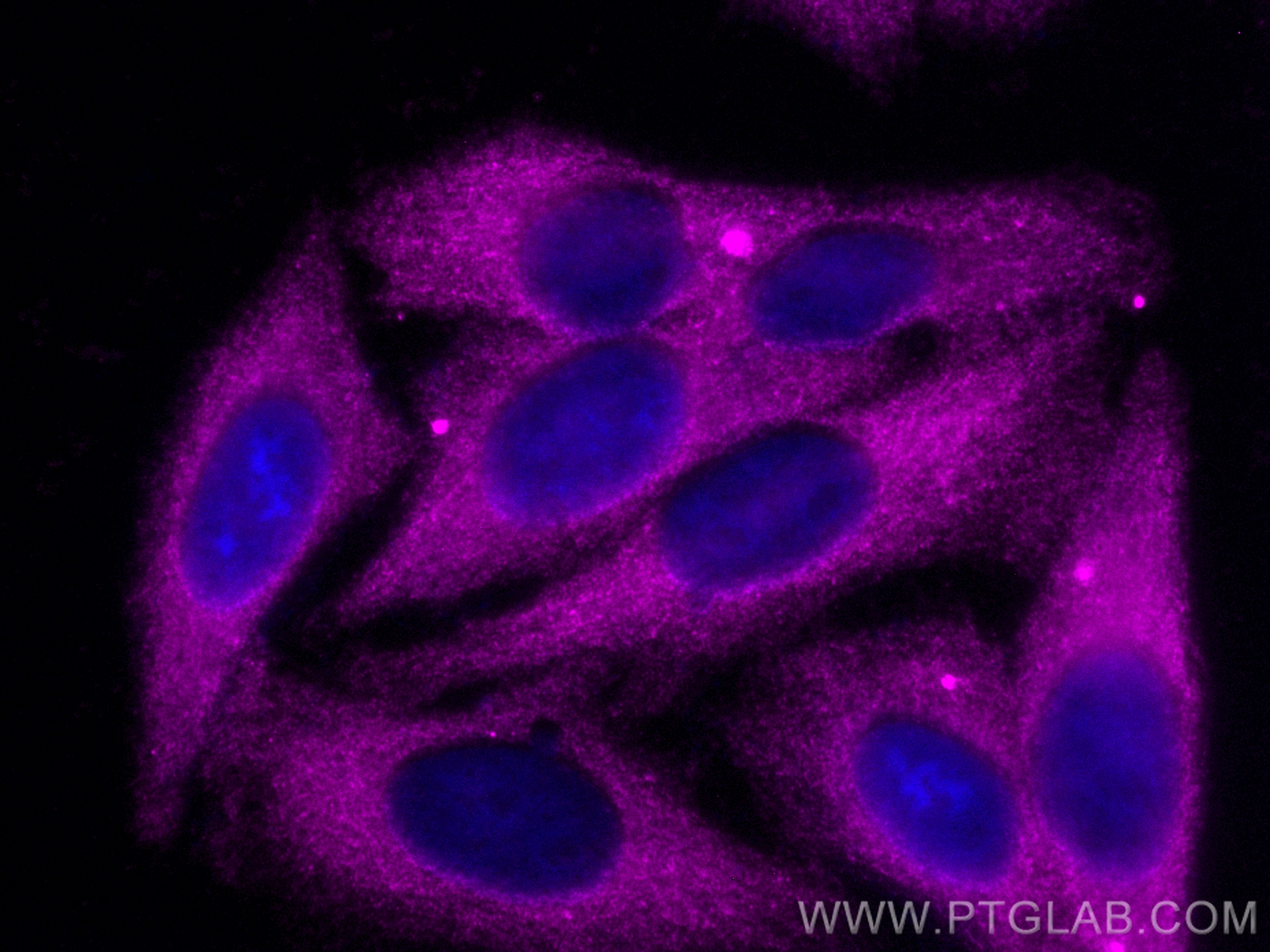 IF Staining of HepG2 using CL647-10566