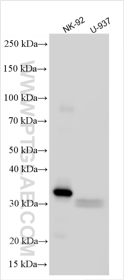 WB analysis using 31521-1-AP