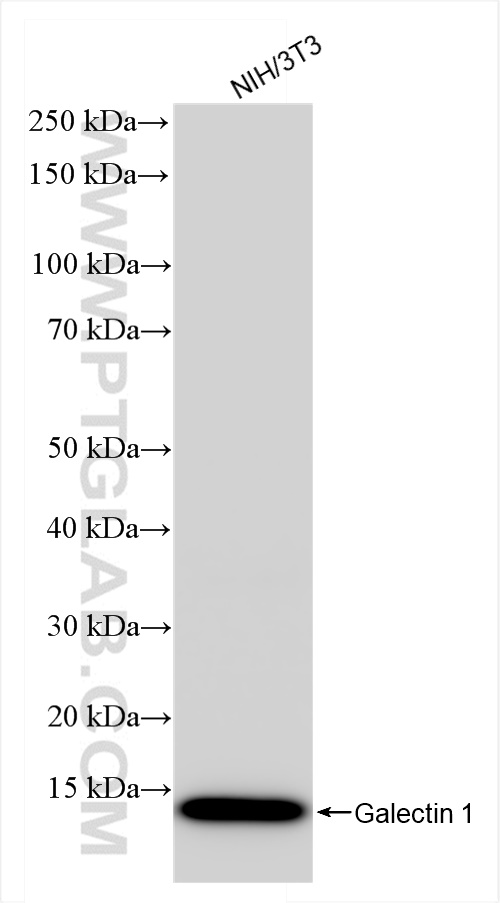 Galectin-1