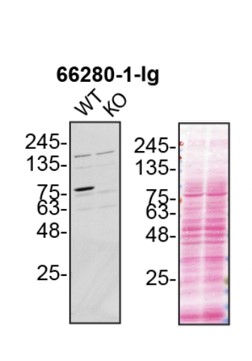 WB analysis of U2OS using 66280-1-Ig